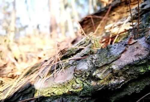 树桩|促使兰花发芽的方法,离不开3个要素,20天就见效