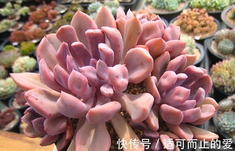以爱神丘比特为名的多肉,不仅非常好养,养好了叶片还会变成心形