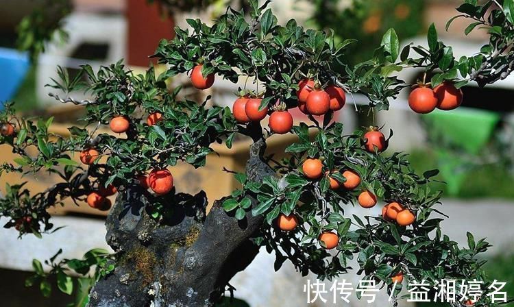 颜值|这6种颜值与寓意并存的盆景,每一盆都能闭眼入!好养,好寓意