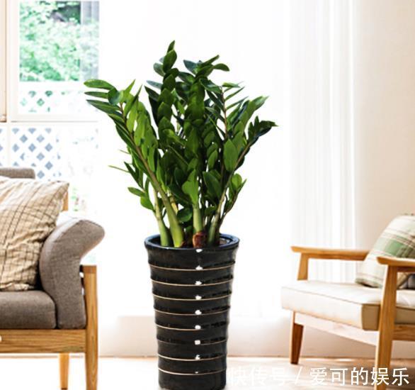 秋天养盆金钱树,牢记4个要点,枝繁叶茂不黄叶,大气美观惹人爱