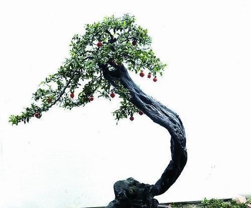 李大爷喜欢上山找树桩，样子奇形怪状也能变身，最后变成大气盆景