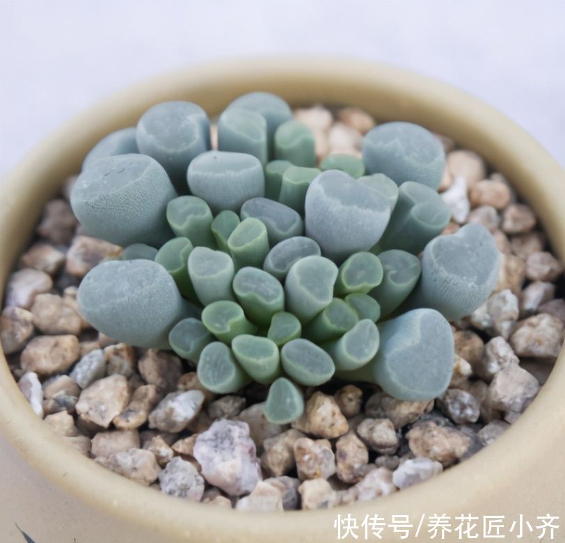 多肉铺面才漂亮,小齐很无奈,只顾漂亮,不顾多肉死活是不行的