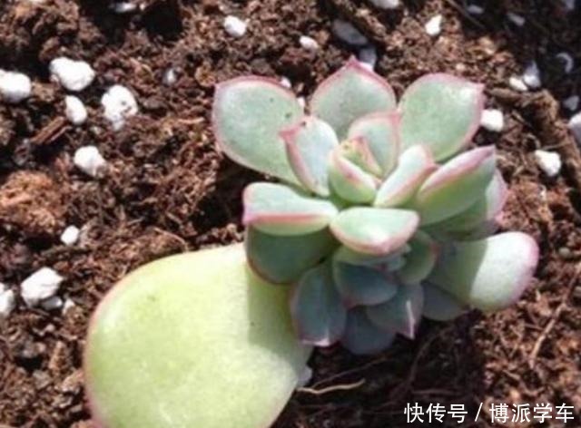 扦插多肉发芽以后注意这“2点”，才能保证成活率！