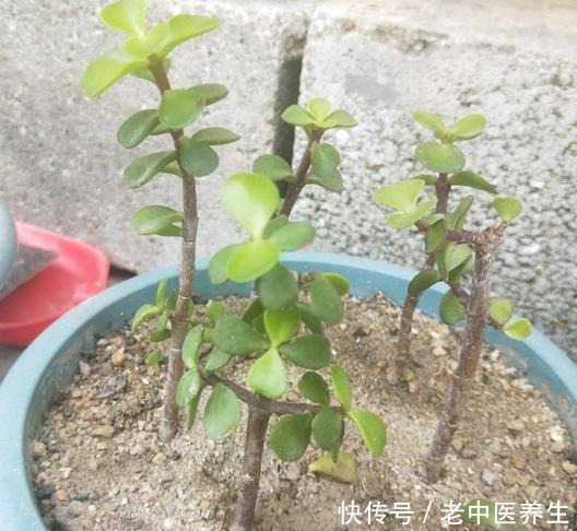 近期雨水多,散养金枝玉叶3个月没修整,枝条长,剪下来培育新株!