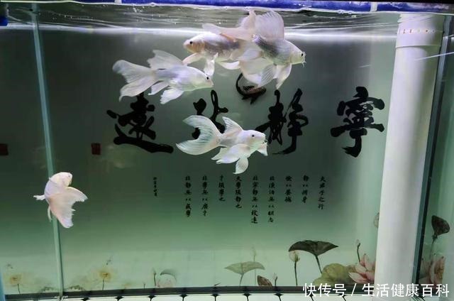 为什么很多鱼缸水泵会有杂音,什么水泵的声音最小