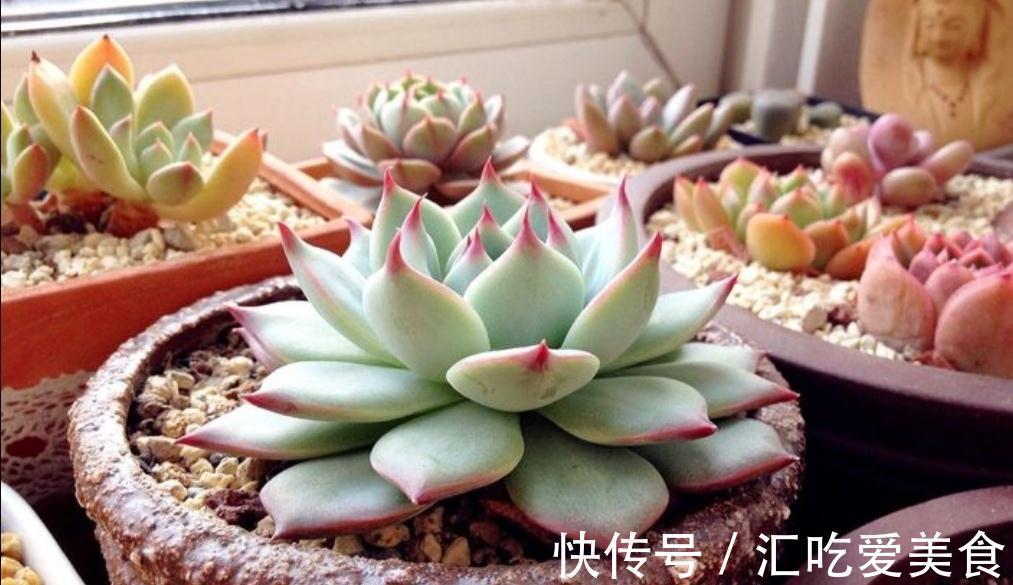 冬天养多肉,有“3怕1喜”,做好了才能安全过冬