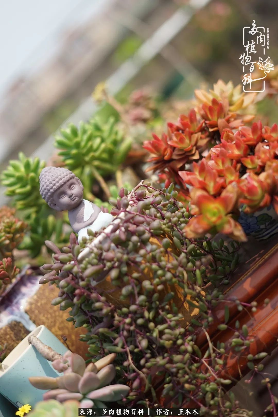 爱上多肉的第三个年头回看励志对比图,感悟岁月静好!