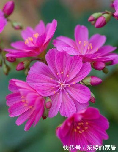 漂亮|农历7月19号起，最适合养这些花，漂亮有成就感，花朵小巧玲珑