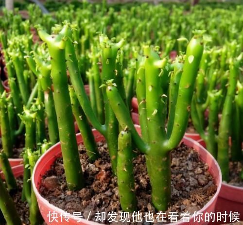 汁液|这3种花卉终将被淘汰,好看是次要的,关键是有毒