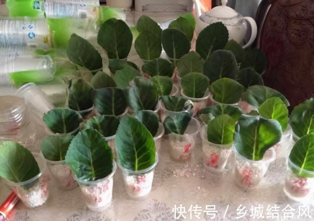 白根|5种“漂亮花”,掰个叶子插土里,7天长出大白根,一盆繁殖几十棵