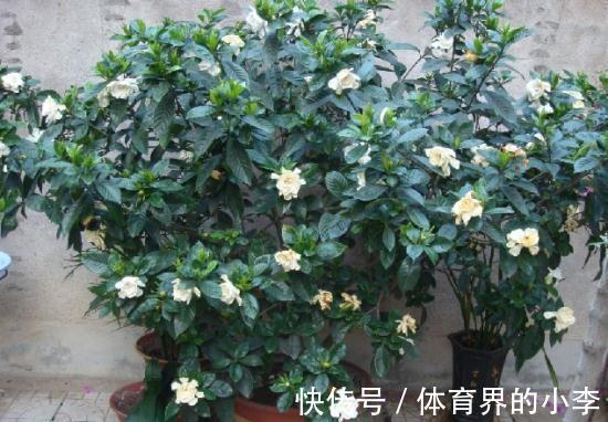 茉莉秋冬盆栽该注意什么？落实好这6点，低温环境不用担心
