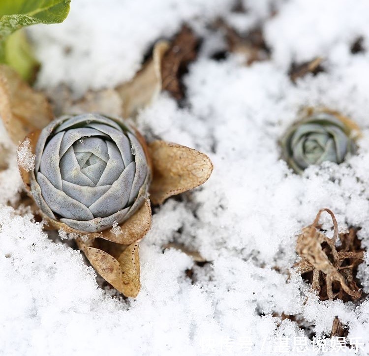 花盆|1种多肉“最好养”,零下20℃冻不死,雪地里“照常”生长