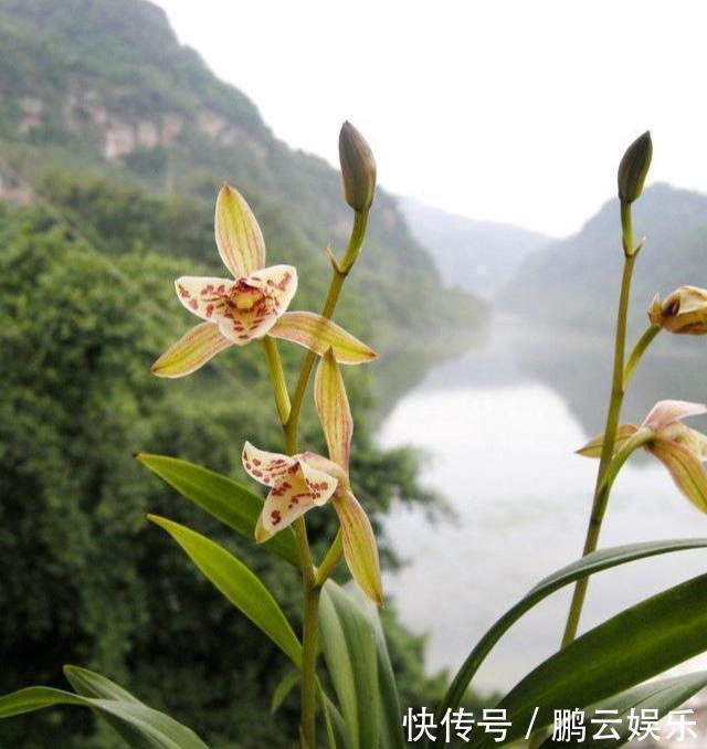 硫酸亚铁|兰花喜欢“三垃圾”,土里埋一点,不烂根猛窜芽,爆出一圈大花苞