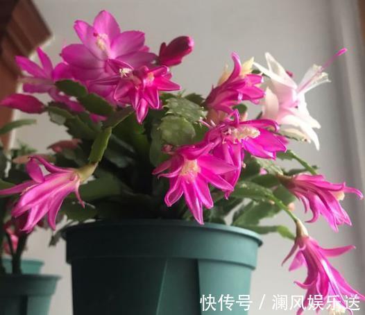 开花|想让蟹爪兰在“春节”开花，提前“喂点它”，花芽乱窜，花朵多！