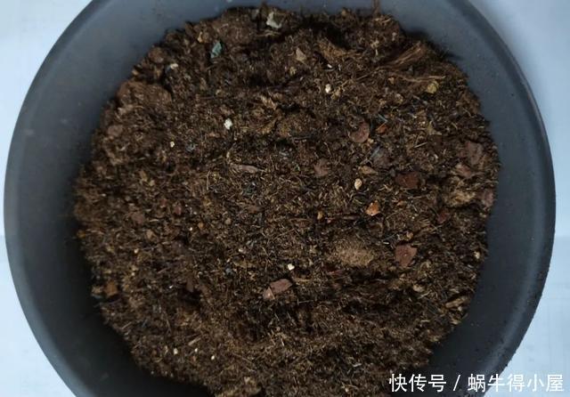 养花|养花旧土不要扔,处理一下比新土还好用