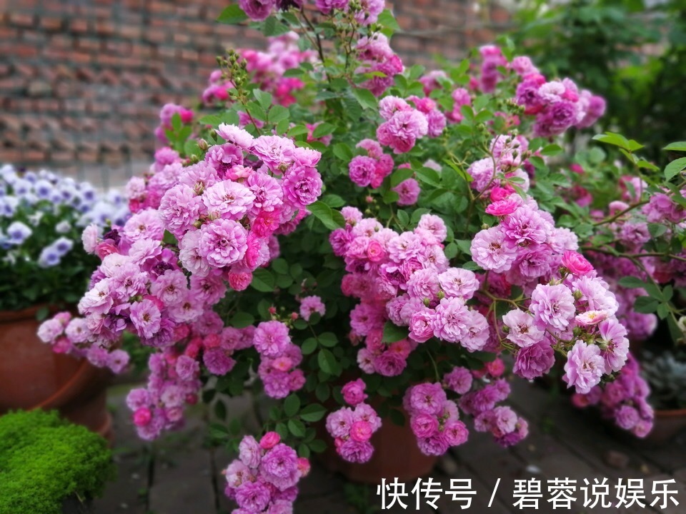 旺盛|三伏天养花,6个“坏毛病”戒掉,植物安全度夏,越长越旺盛