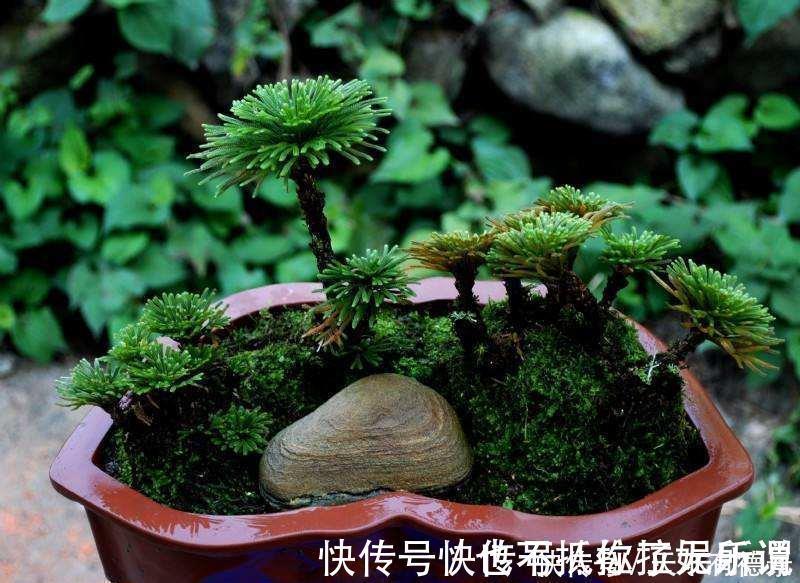 九死还魂草,号称生命力最顽强的植物,观赏价值高,还可做盆景