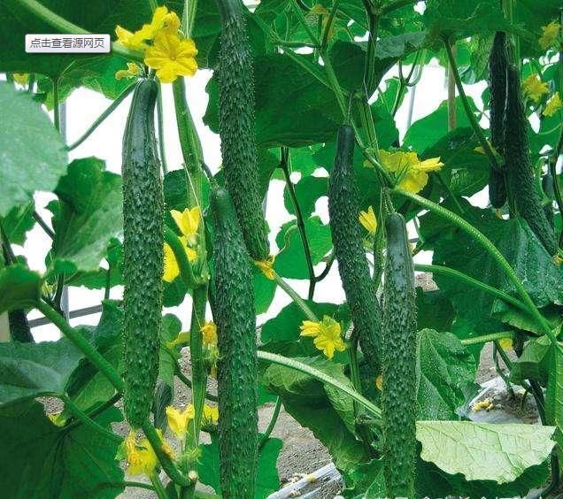 黄瓜蒂|买黄瓜时,挑直的还是弯的老菜农说漏了嘴,以后别买错了