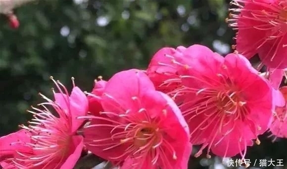 3种花,明明开花很漂亮,却因花名被很多人“嫌弃”,太冤了!