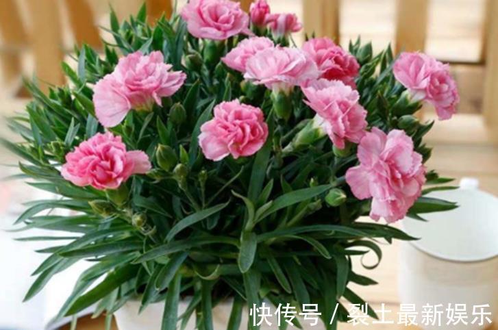 有钱人最喜欢养“3种花”，四季都开花，镇宅又招财，比绿萝好养