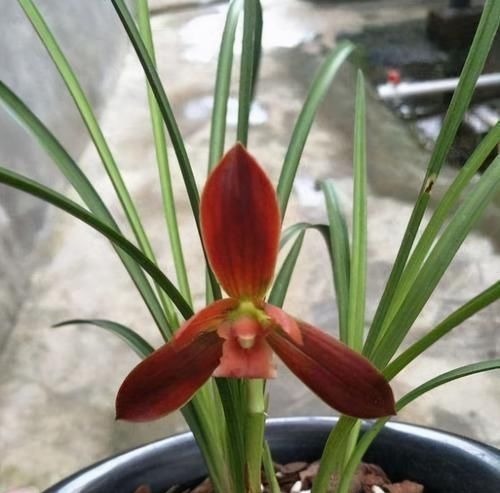 此兰是“国兰第一红”，花色艳丽，花开出架，养护简单，自带仙气