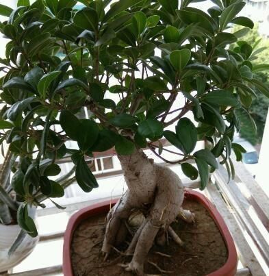 新叶|养盆栽榕树,一个小方法,新叶嫩叶蹭蹭长,枝繁叶茂,越长越旺