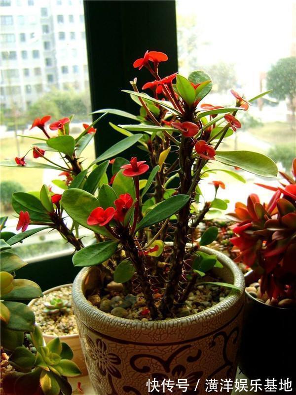 养花|2种“霉运花”不要养家里,虽说无伤大雅,却安全“隐患”多