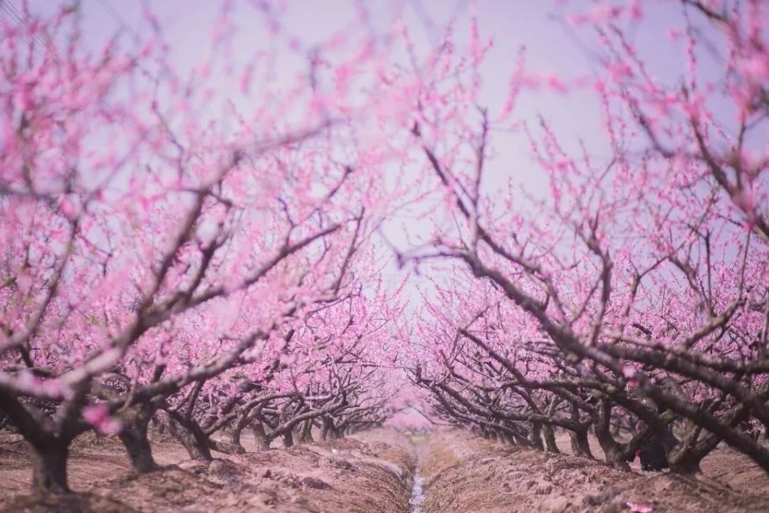 油菜花|古镇村落，采茶赏花你能想到的春天玩法这里都有！