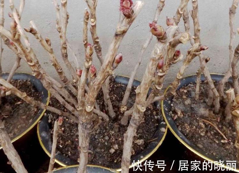 栽种|秋季正适合入手牡丹,这么栽种,年年复花,开花量比往年更胜