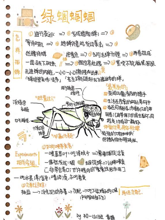  凶猛|凶猛的绿蝈蝈——《昆虫记》师生共读记