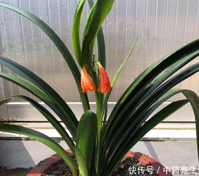 君子兰摆放“3禁忌”,避开它,根壮叶绿!