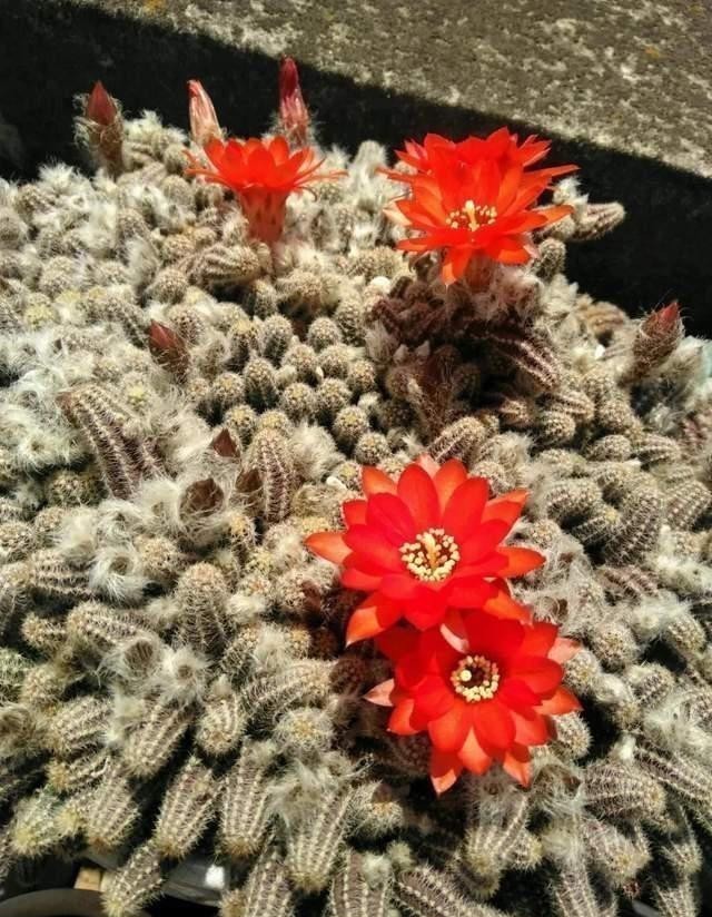 叶子|家里有这5种花,越懒养越好,根不烂叶子不黄,养养就爆盆!