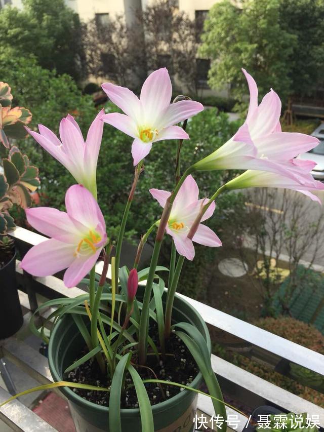 4种花很“好养”，阳台种1盆，一年开花200天，真正的开花机器