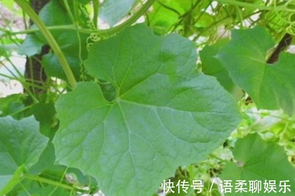 荨麻疹|丝瓜叶比丝瓜还值钱别再扔了,吃对了4个好处不请自来