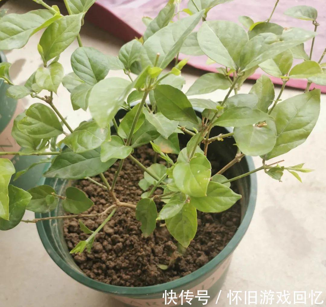 这花不能换盆,现在一动土,小命不保!