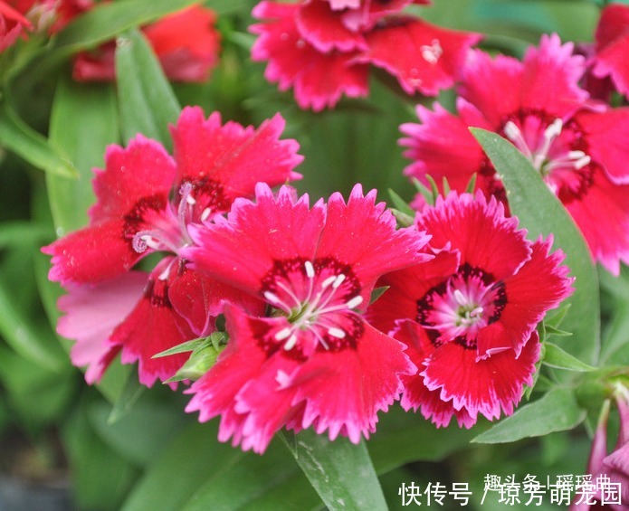 此花默默不闻极为平凡,花色丰富姿态迷人,被誉为母亲的慈爱象征