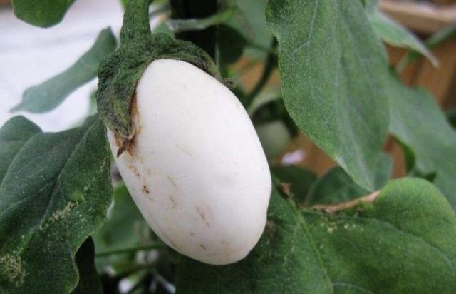 奶奶在阳台盆栽“蛋树”，1盆结出“10颗果”，60天摘一茬，够吃