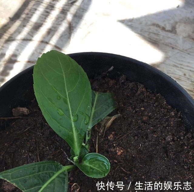 春天不用买盆栽,3种花,摘一个枝扦插,长成一大丛,漂亮好繁殖!