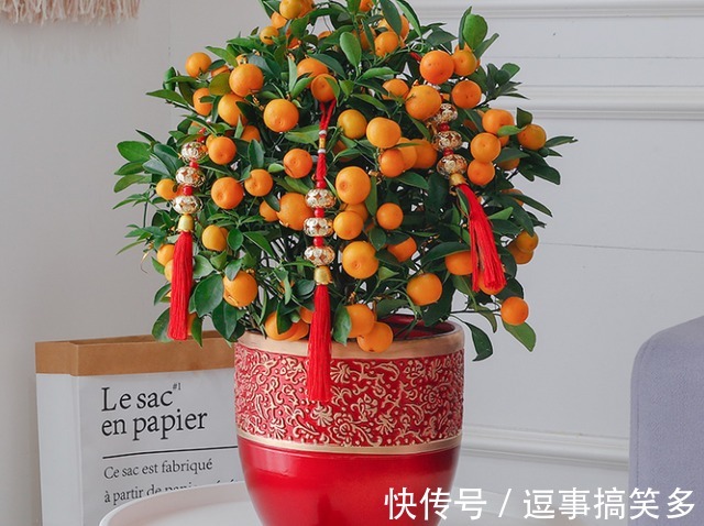 家里养盆金桔，枝头挂满“黄金果”，寓意还好！