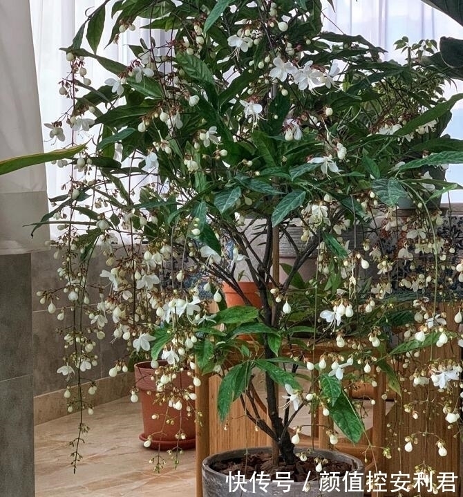 6种“仙气花”,美丽又动人,家里养一盆,就像捡到“大宝贝”