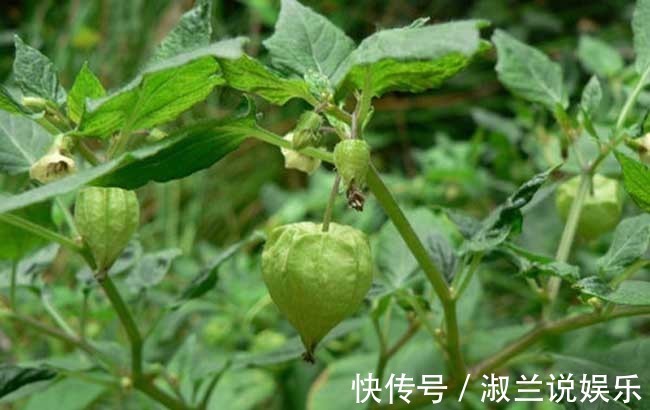 营养成分|女人想要变美不妨常食此果,每天一个,美容养颜,吃到就是捡到宝