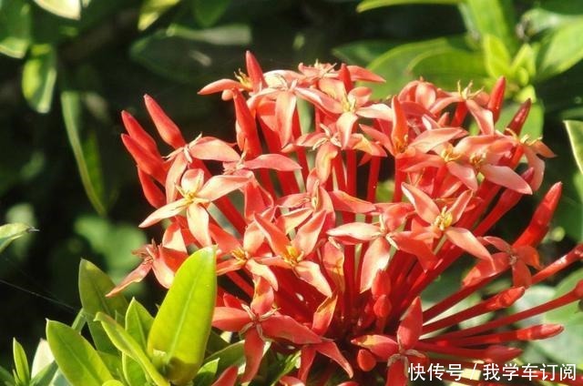 这“三种花”遇水疯长，一天不补水，丑到没朋友，大户人家最爱养！