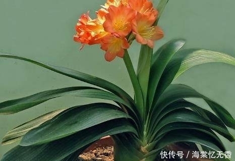 浇水|君子兰长得太慢?夏天这样浇水,再养10年都不是问题