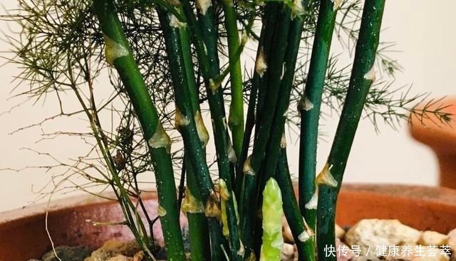 叶片|文竹有“三喜三怕”,顺着它,盛夏也生机勃勃,养成苍劲小老桩!