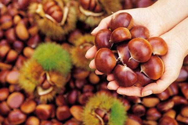 抗疲劳|养生多面手——板栗