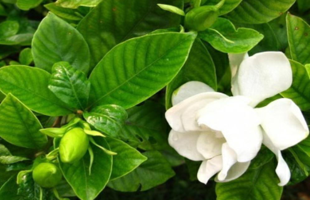 这五种花别再修剪,老枝条长势稳,秋冬花芽多