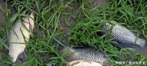 诱钓鲫鱼的方法