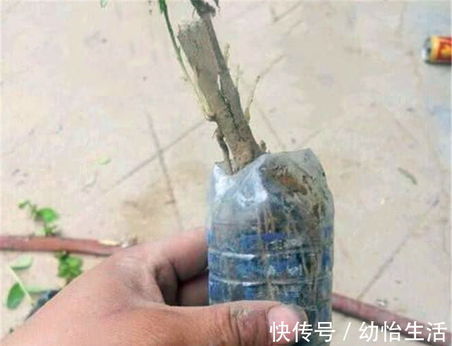 大叔用“小苗”做提根盆景,用1个塑料瓶“养根”,长根能挤爆瓶