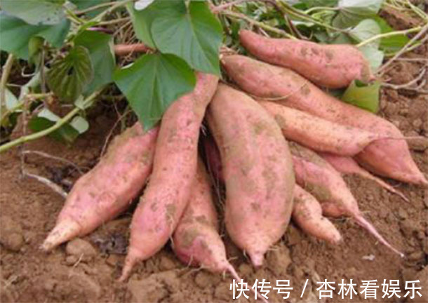气血|“红薯”补气血防癌助长寿,警告2大“禁忌”要牢记,乱吃致病