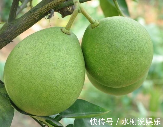 西兰花|“天然阿司匹林”就在身边，净化血液，清理血管，血栓不敢靠近。